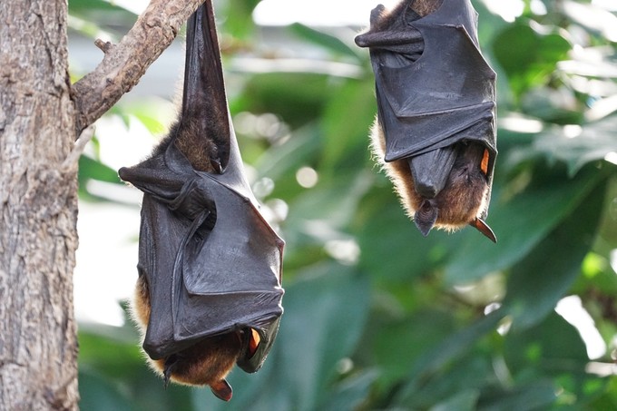 Nipah-vírus: új halálos denevérvírus terjed! Eddig jutottak a megfékezésével