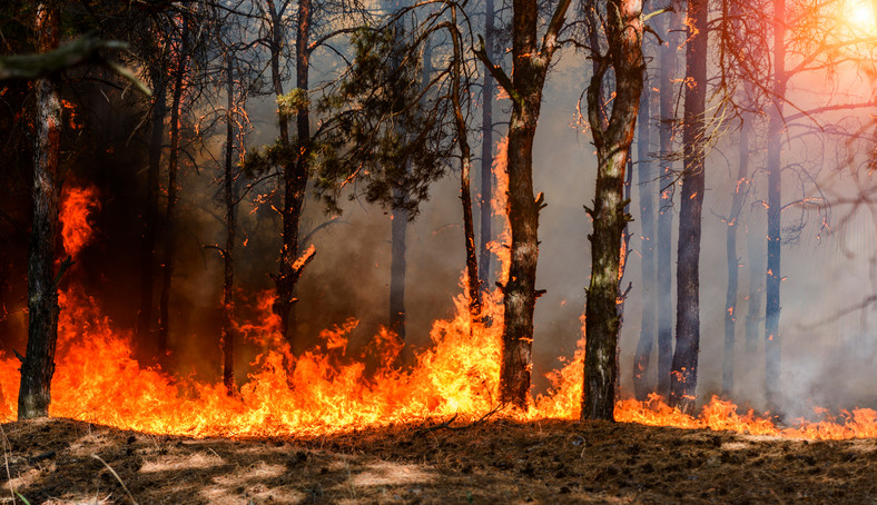 Pożary pustoszą lasy na całym świecie