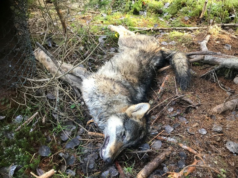 Odstrzał wilków na Słowacji. Zabito już 11 zwierząt w rejonie Tatr