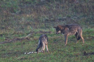 Unia. Wilki nie będą już ściśle chronione. Będzie można do nich strzelać
