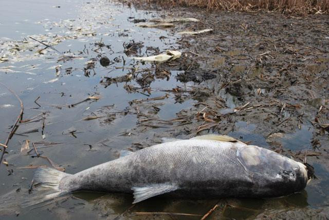 Galeria Polska - katastrofalna przyducha na jeziorze Słupeckim, obrazek 9