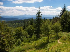 Pijany przewodnik chciał poprowadzić grupę dzieci w Beskidach. 'Mężczyznę przejęli policjanci'