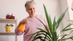 Podlej jukę tym domowym nawozem. Nowych liści będzie co niemiara