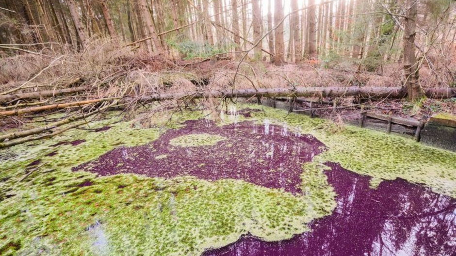 Fioletowa woda w małym stawie w lesie Hildesheim koło Sibbesse 