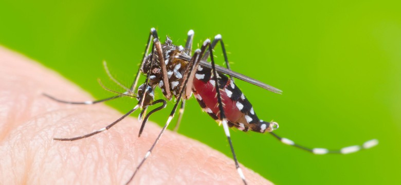 Zagrożenie chorobami przenoszonymi przez komary. Znaczny wzrost zachorowań w Azji