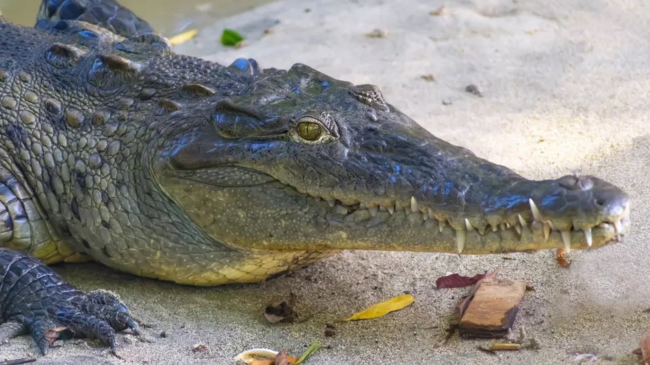 Krokodyle zadomowiły się w toksycznej rzece w Kostaryce. Ścieki najwyraźniej im nie przeszkadzają (fot. Getty Images)
