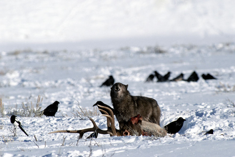 Yellowstone, wilki