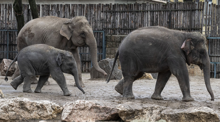 Különleges nap volt a mai a budapesti elefántok számára /Fotó: MTI-Szigetváry Zsolt