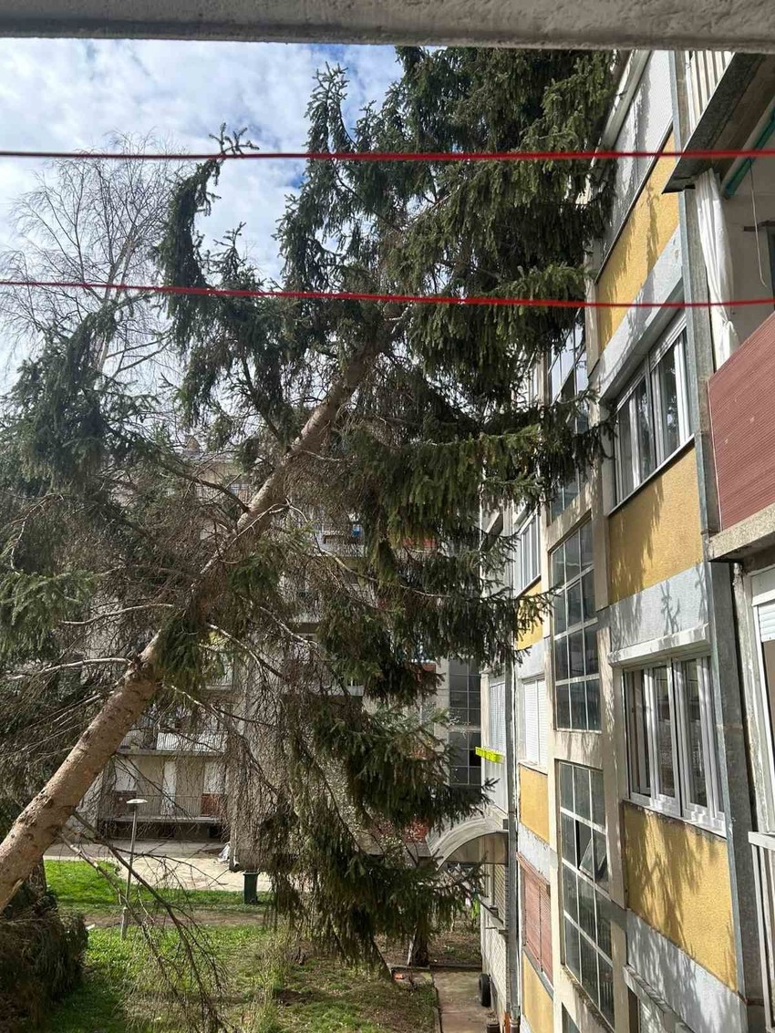 Drvo palo na zgradu u Priboju