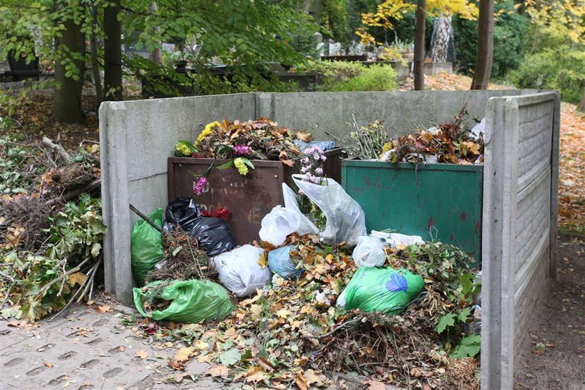 Szczeniaki na śmietniku