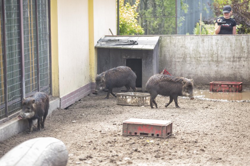 Miał w domu kilkaset zwierząt, w tym tygrysy. Wielka akcja policji pod Śremem