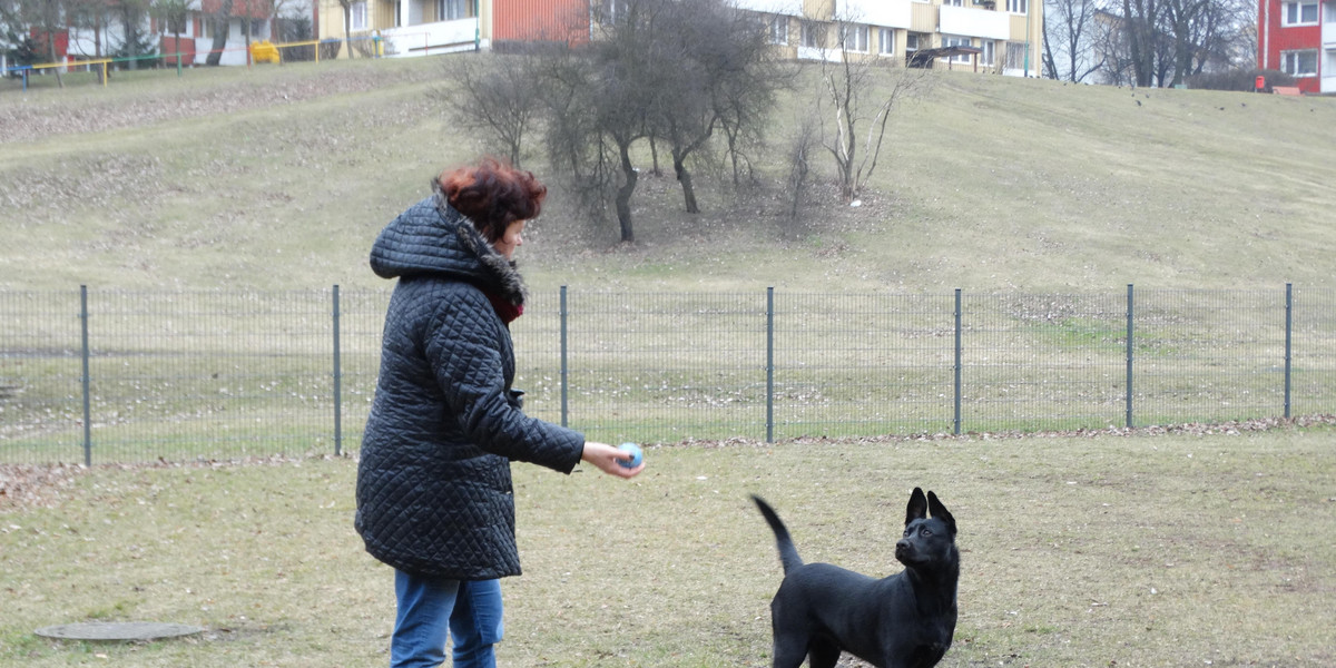 Wyrok NSA w sprawie wstępu psów do Ogrodu Saskiego 