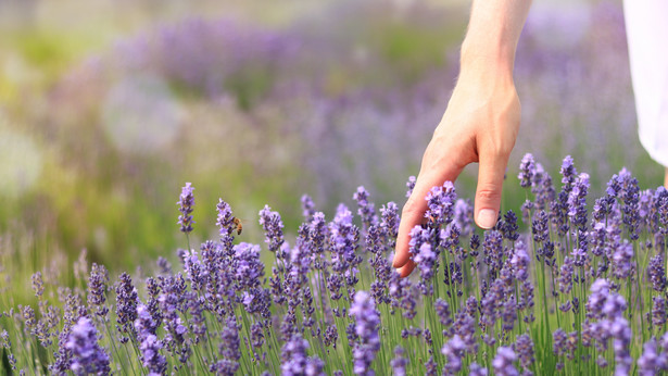 Lawenda Lavandula uprawa kwiaty cięcie przycinanie lawendy Woman's,Hand,In,Lavender,Flowers.,A,Woman's,Hand,Touches,Lavender