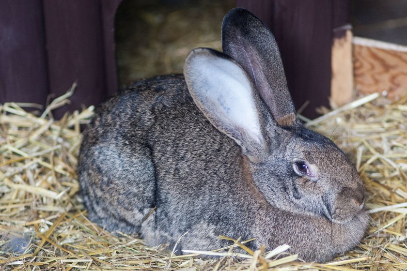 Poznaniacy wybrali imiona dla królików ze Starego Zoo