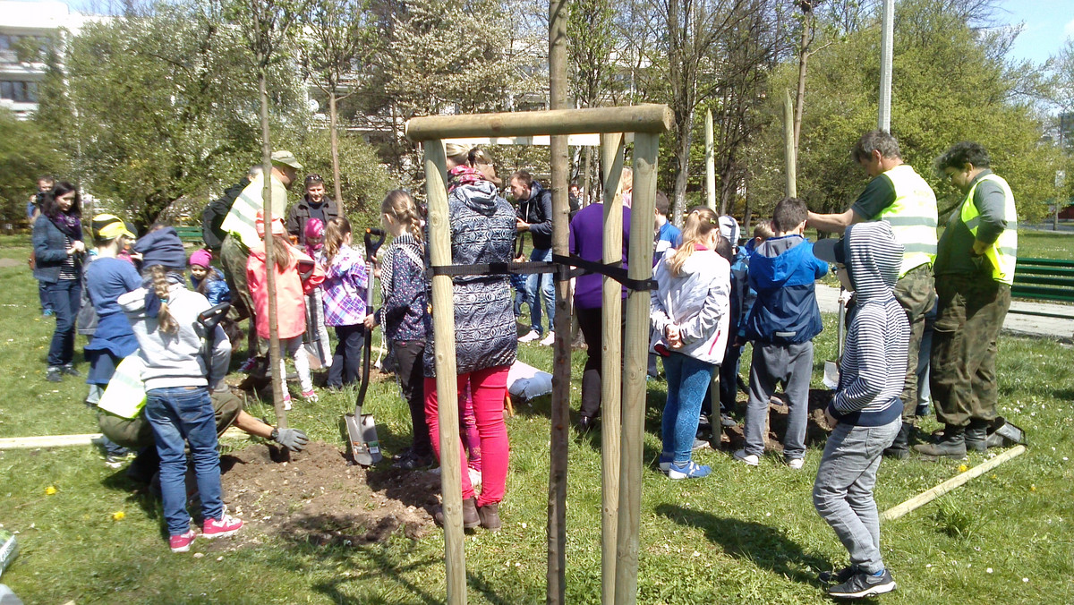 Jak co roku z okazji Dnia Ziemi w Krakowie nasadzono nowe drzewa. Dzieci wraz z urzędnikami nasadzili w sumie 21 drzew na terenie parku Młynówka Królewska.