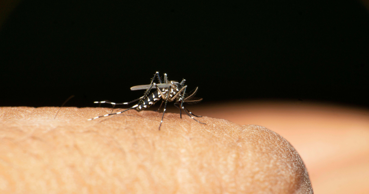 Chikungunya cases triple among UK travellers returning from Asia