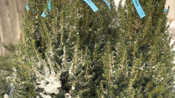 Zbiórka choinek ciętych w Krakowie potrwa do 16 lutego.