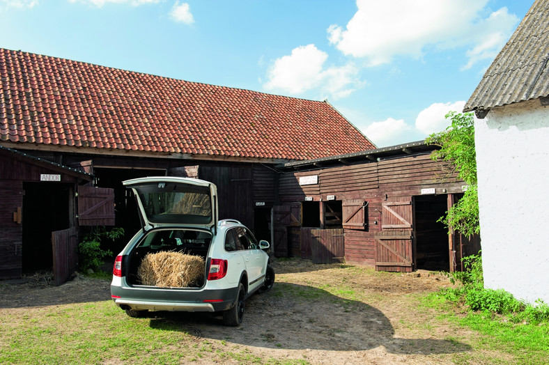 Galop na łące, kłus leśnymi przecinkami