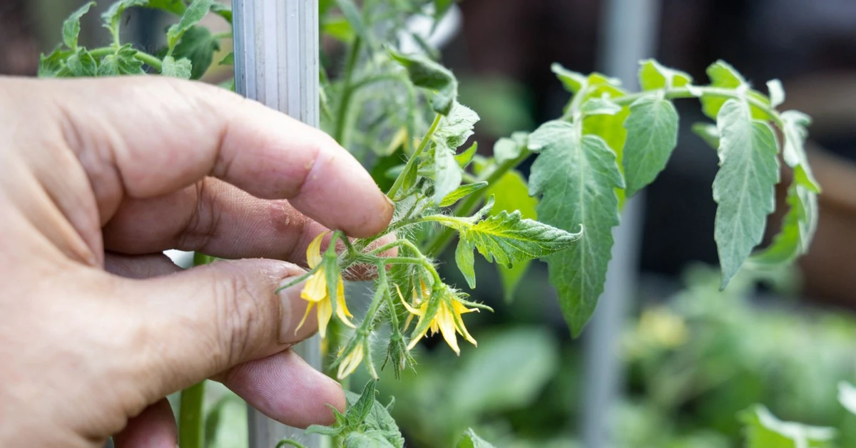 Zapylanie pomidorów pod folią. Domowe sposoby ogrodników na skuteczne zapylanie i rekordowe plony
