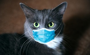 Potwierdzony przypadek koronawirusa u kota. "Nie ma obaw, już wyzdrowiał"