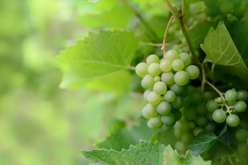 Merlot, cabernet, sauvignon blanc, chardonnay, riesling. W Polsce dopiero zaczynamy uprawiać te szczepy