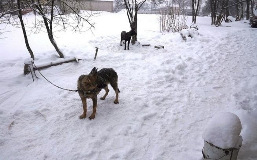 Zagłodzone niemal na śmierć. Sto psów czeka na pomoc