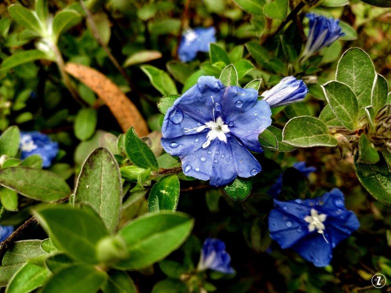 Powój trójbarwny (Convolvulus tricolor)