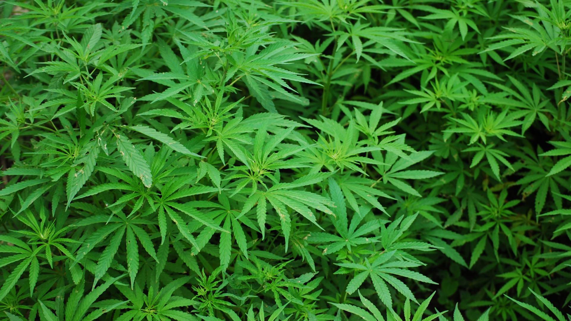 Marihuana už nie je na zozname najnebezpečnejších látok, úrad OSN ju však nelegalizoval