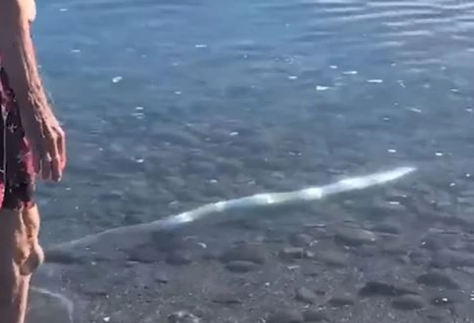 Riba sudnjeg dana u plićaku