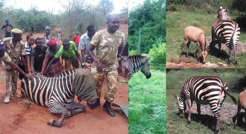 Zebra gives birth to Zonkey after mating with a donkey (photos)