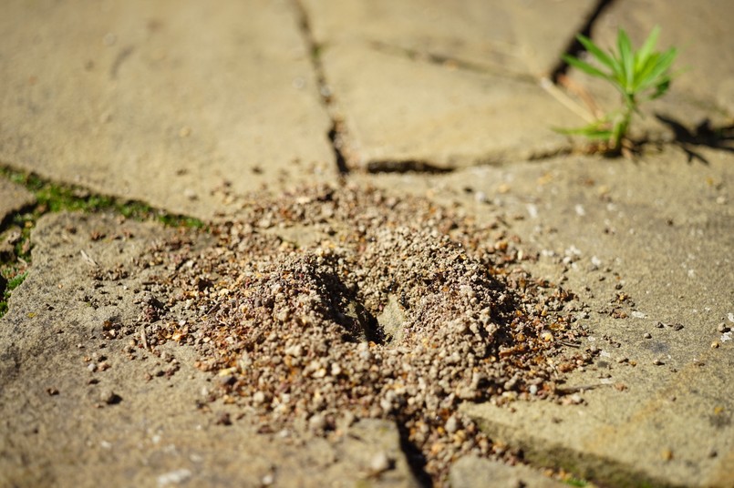 Mrówki na kostce brukowej kostka brukowa mrówka Fresh,Nest,Of,Ants,In,The,Stone,Floor,Of,Wild