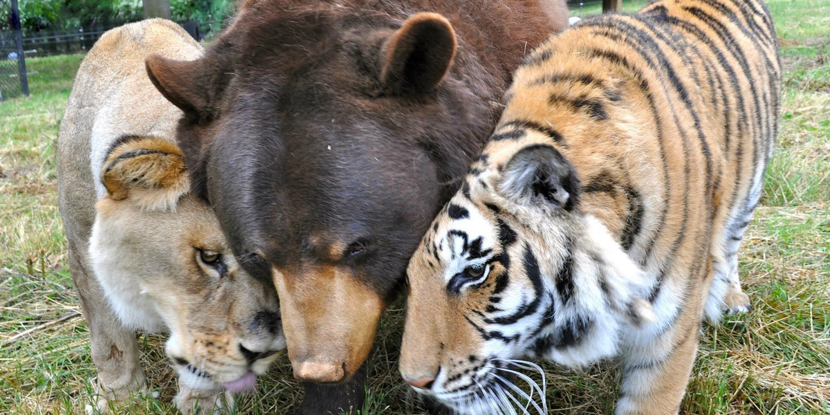 Niewiarygodna przyjaźń lwa, niedźwiedzia i tygrysa