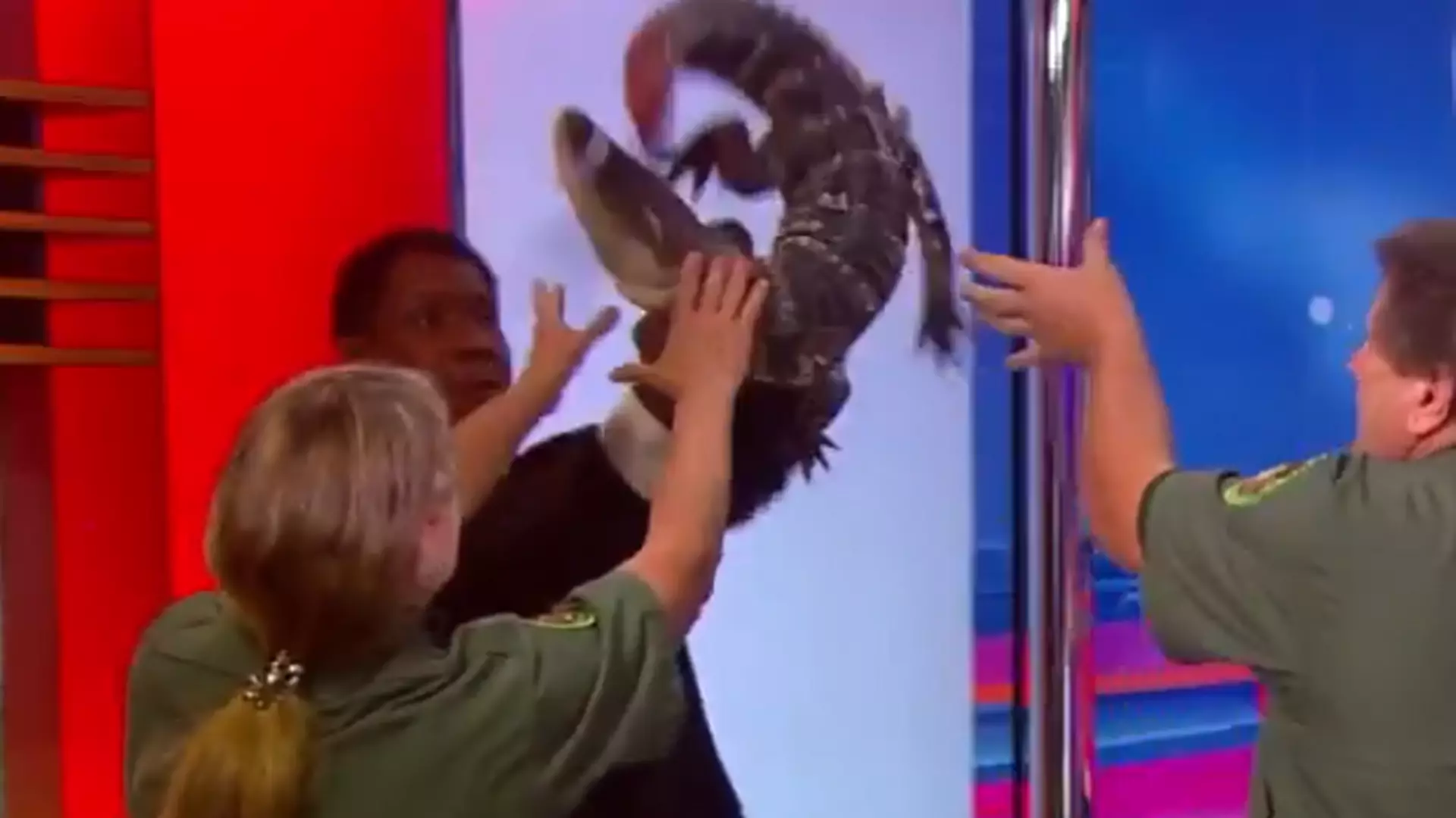 Dziennikarz telewizyjny vs. aligator. Mogło być różnie, ale skończyło się śmiesznie