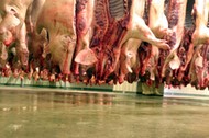 Record Number of 59 Million Pigs slaughtered