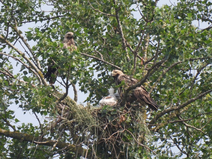 Krstaši sa mladuncem u gnezdu
