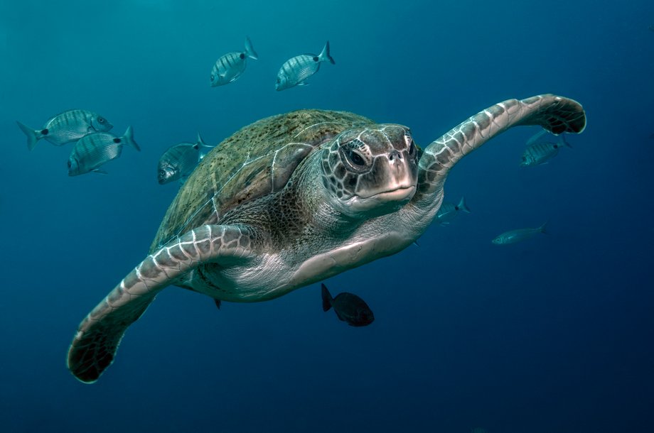 Żółw zielony (Chelonia mydas) w wodach otwartych w okolicach Teneryfy