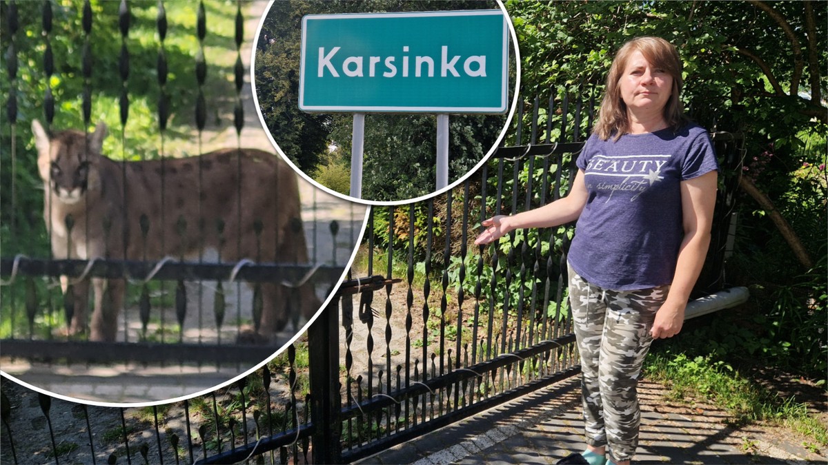 Nagrała pumę przed swoją bramą. "Wydaje mi się, że jest głodna"