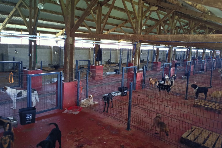 Azil za pse na Manjači kod Banjaluke 