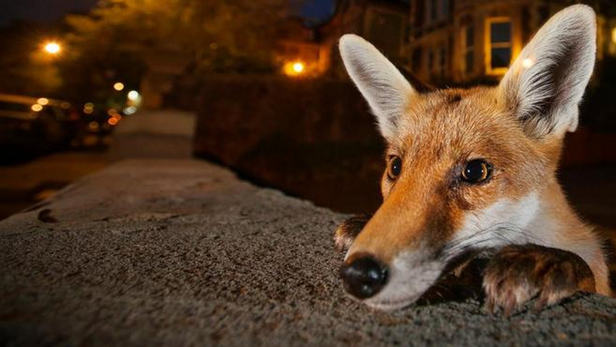 Sam Hobson 2016 Wildlife Photographer of the Year