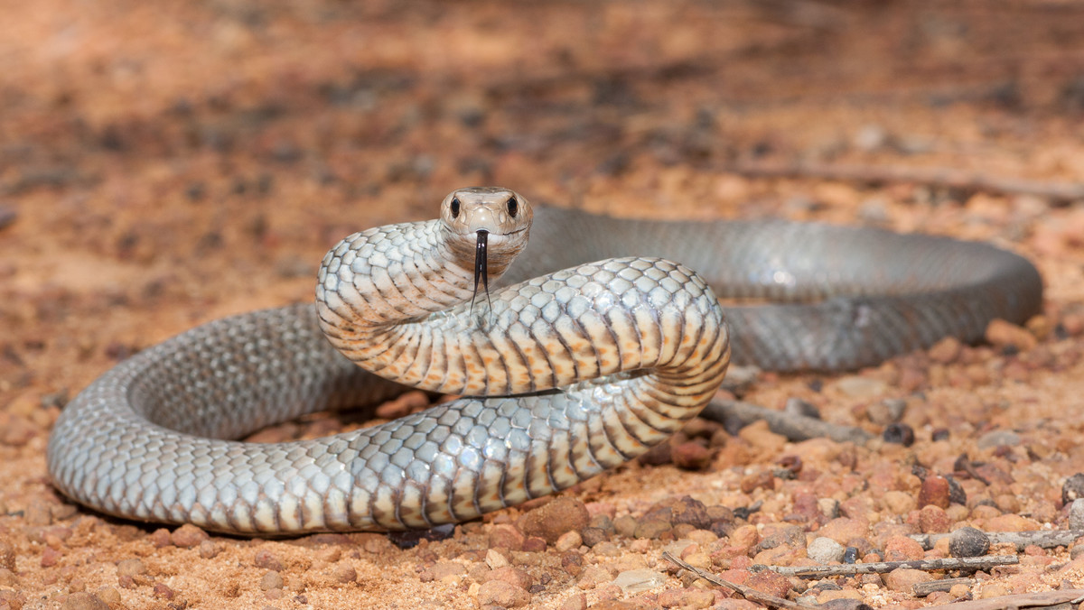 Śmiertelny atak węża w żłobku w Australii