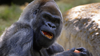 Nie żyje najstarszy goryl na świecie. Ozzie miał 61 lat