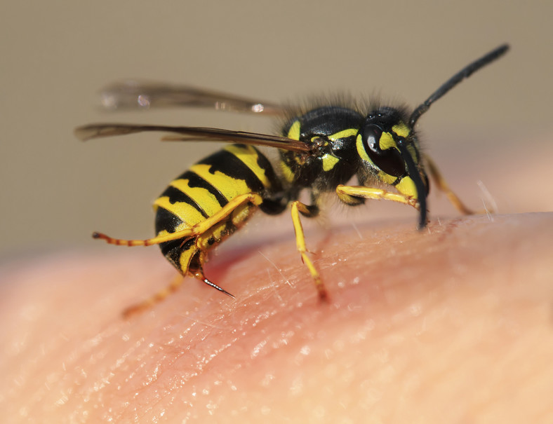 Osa pospolita (Vespula vulgaris)