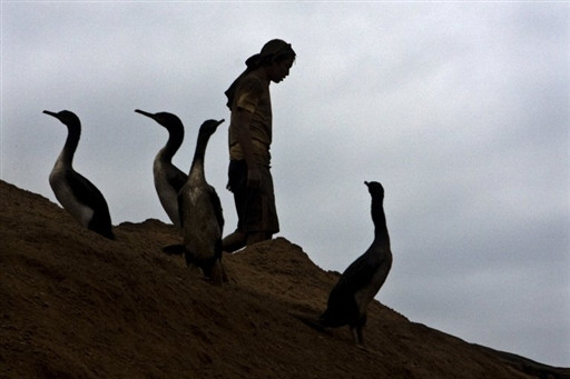 PERU GUANO FEATURE