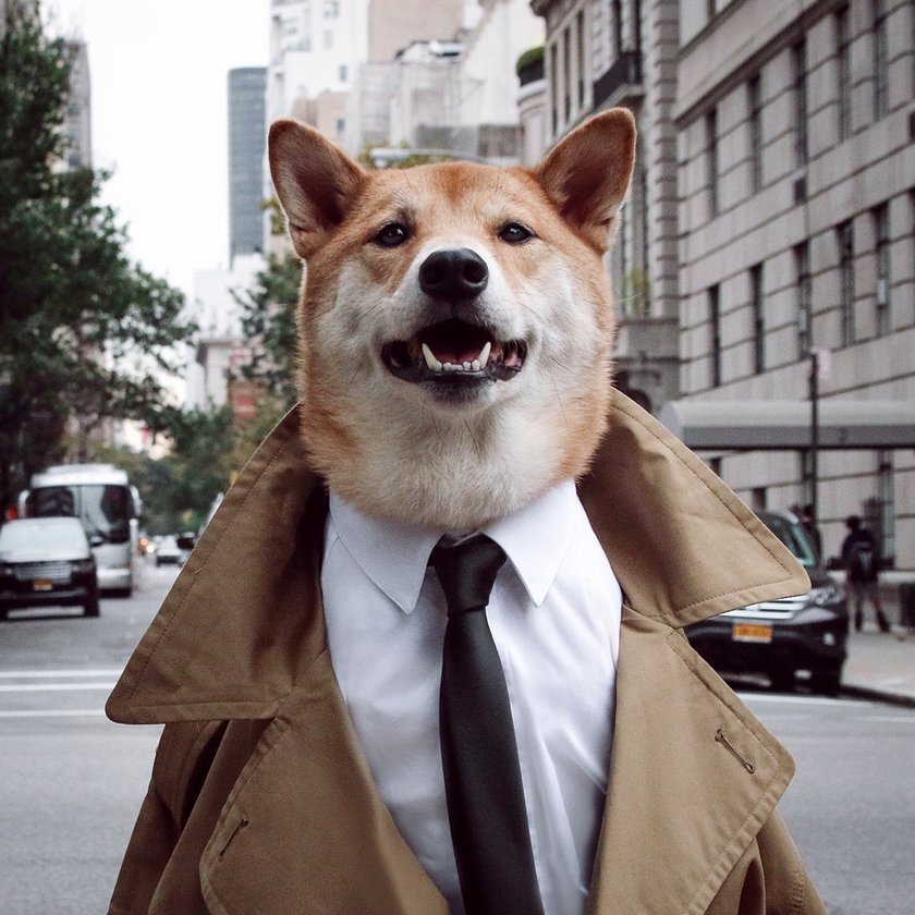 Menswear Dog