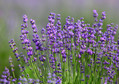 Lawenda wąskolistna (Lavandula angustifolia)