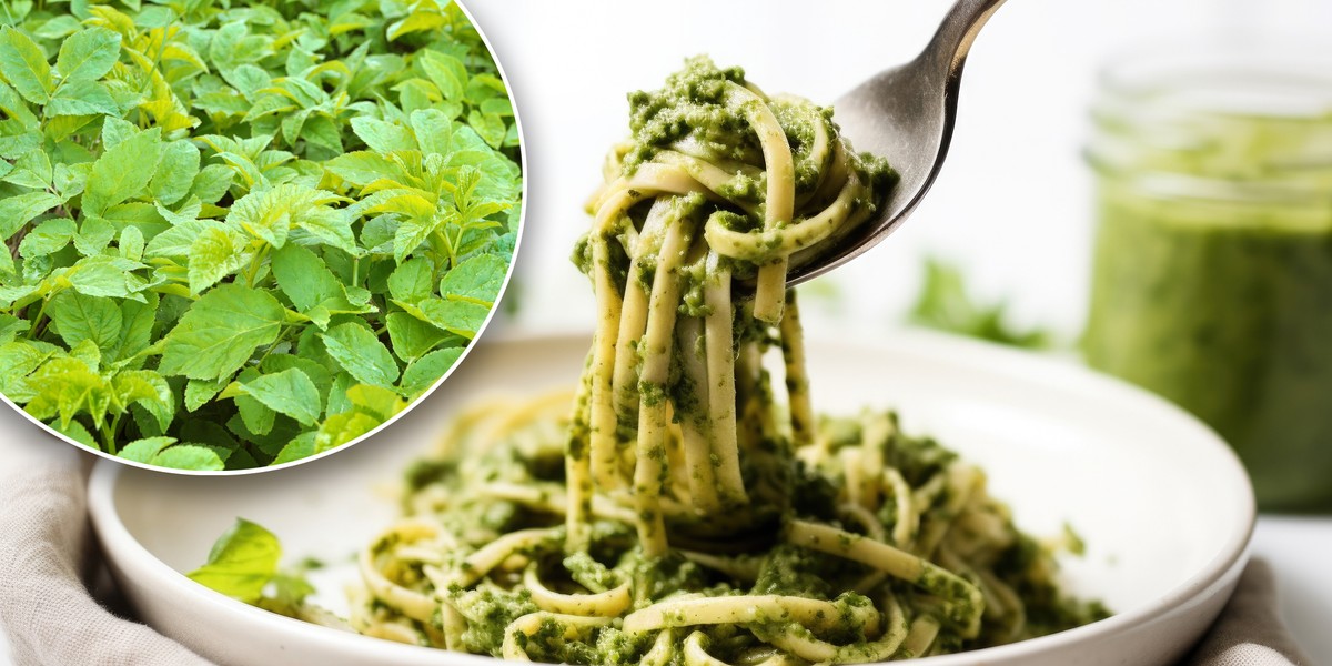 Pesto ze znienawidzonego przez ogrodników chwastu? Czemu nie! Smakuje doskonale!