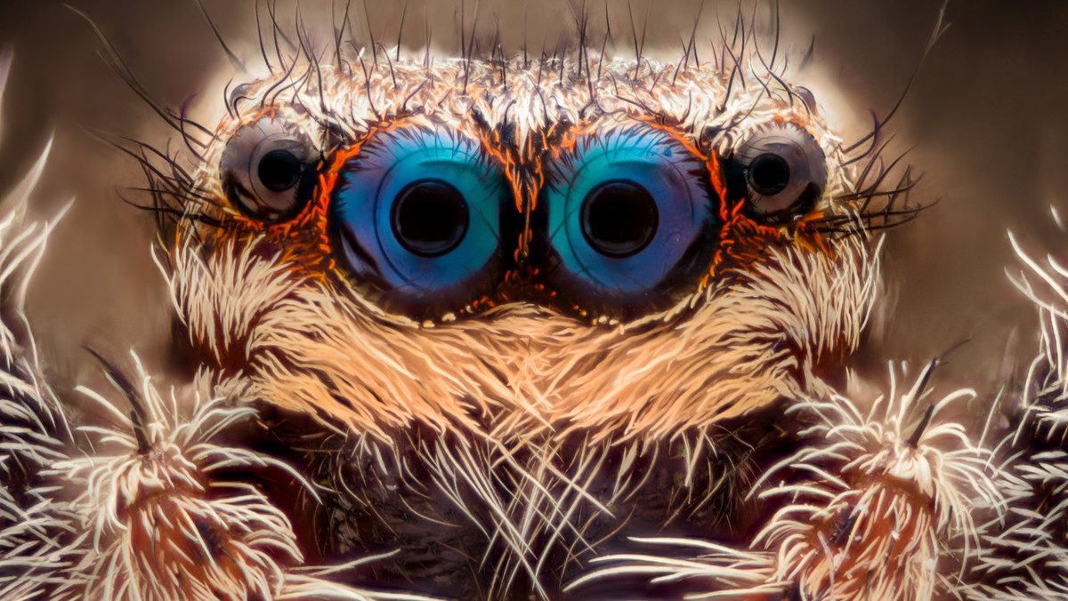 Oto najdziwniejsze pająki świata. "Kula dyskotekowa" i fałszywe odchody