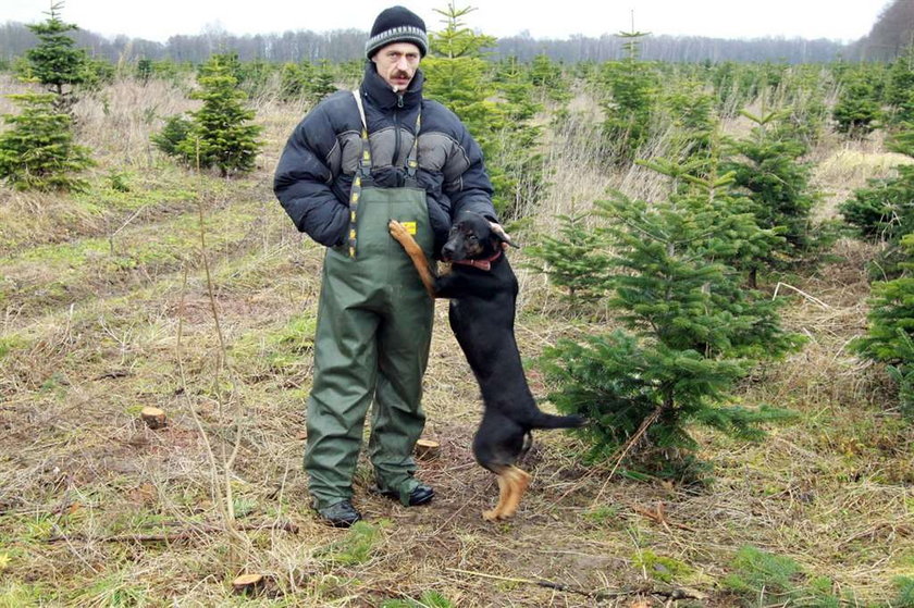 Ta kundelka ocaliła plantację choinek!