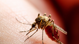 Wirusolog: denga i malaria mogą trafić do Europy. Winne komary