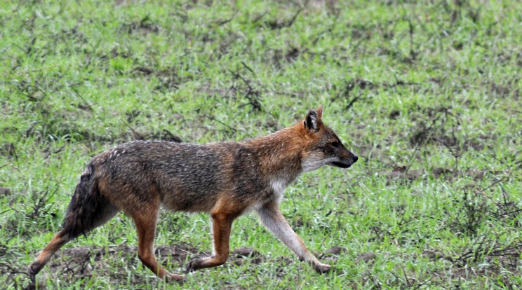 Főleg Baranya és Somogy megyében nőtt meg az aranysakálok száma / Fotó: MTI - Kovács attila